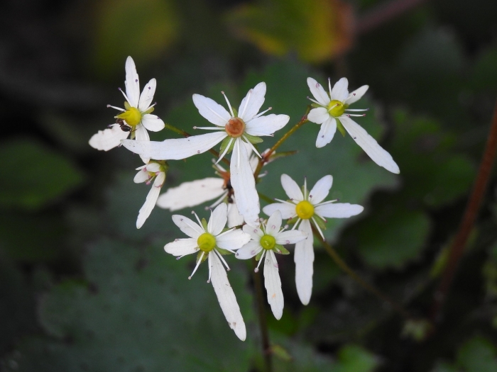 ダイモンジソウ 白 10.27