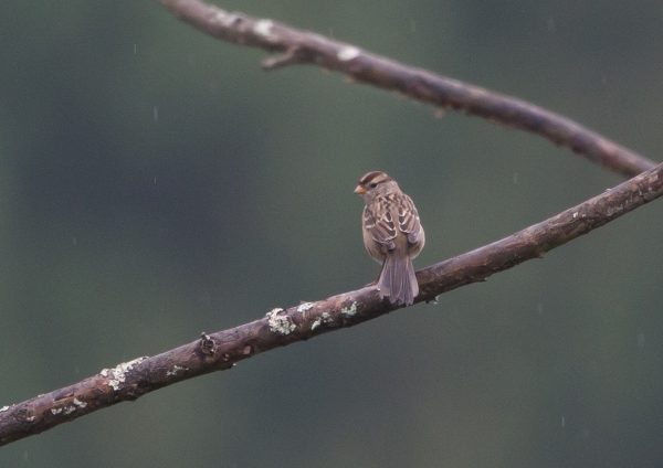 ミヤマシトド10