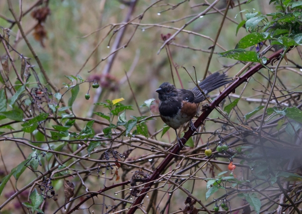 ホシワキアカトウヒチョウ7