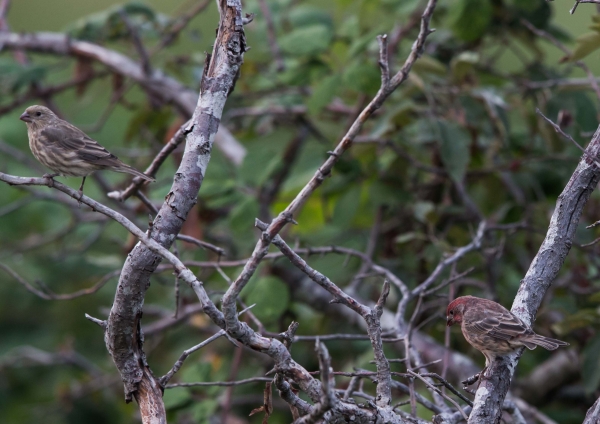 メキシコマシコ4