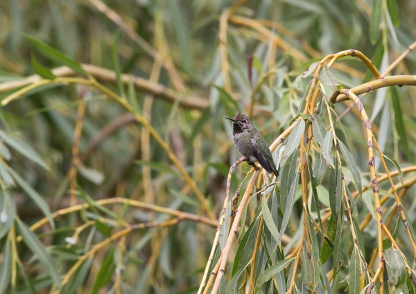 アンナハチドリ2