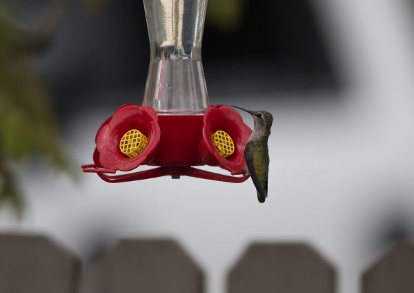 アンナハチドリ12