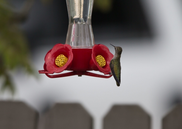 アンナハチドリ11