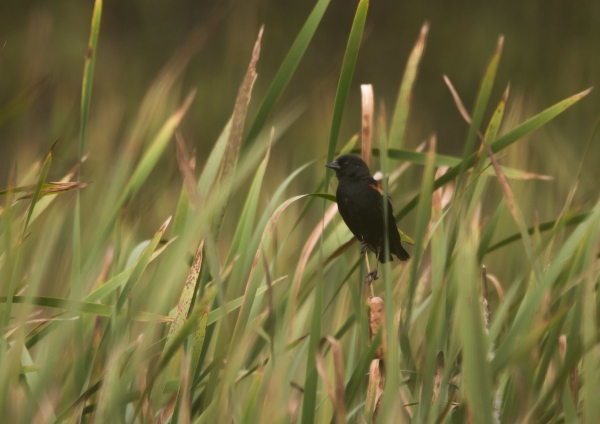 ハゴロモガラス5