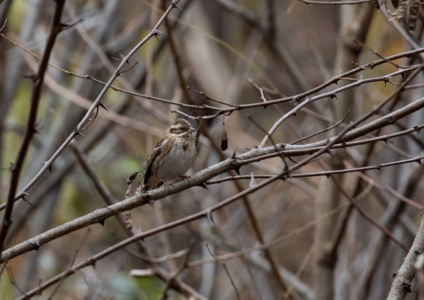 名称未設定 (26 - 74)