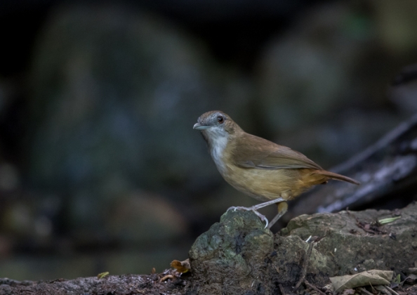 ハシブトムジチメドリ1