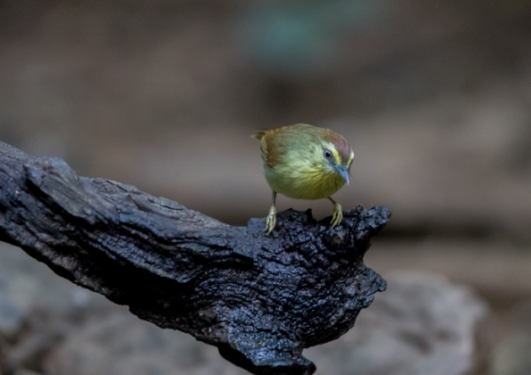 ムナフムシクイチメドリ1