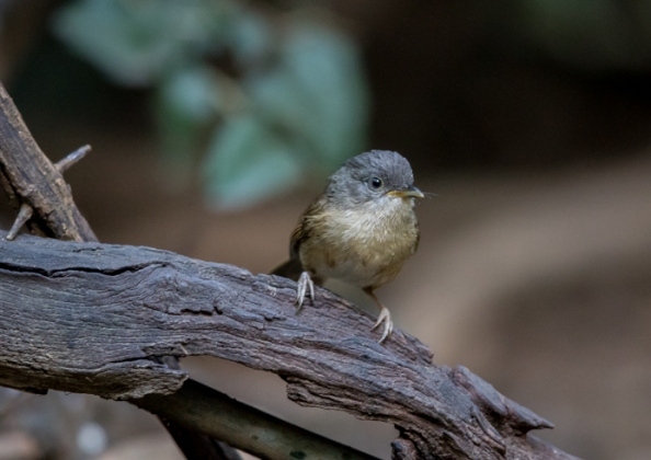 ハイガシラチメドリ2