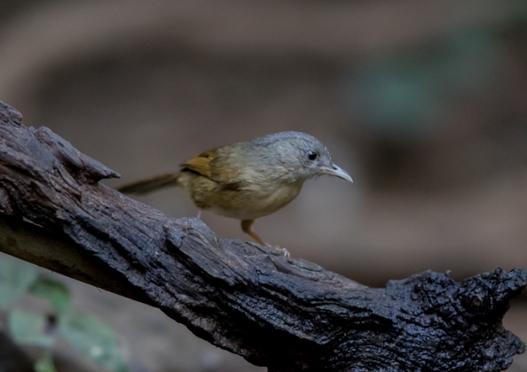 ハイガシラチメドリ3
