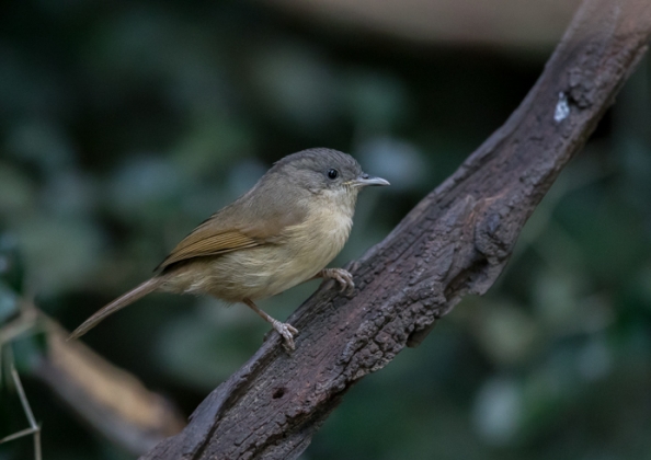 ハイガシラチメドリ5