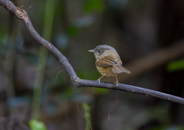 ハイガシラチメドリ12