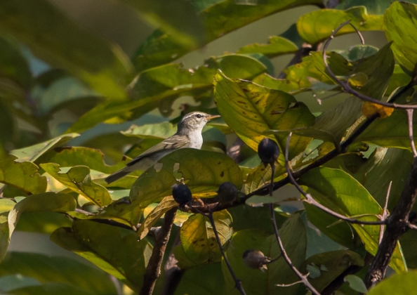 ヤナギムシクイ8