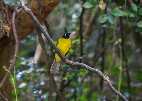 エボシヒヨドリ10