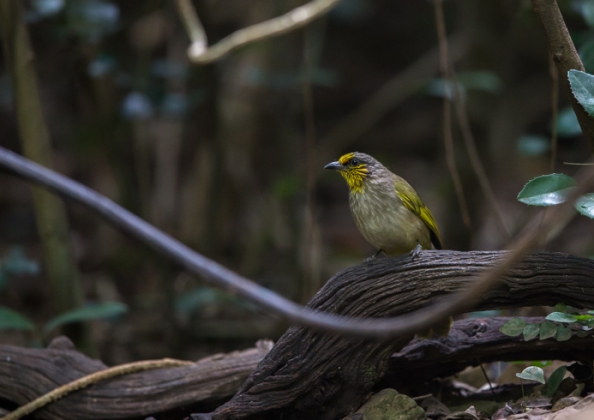 キビタイヒヨドリ1