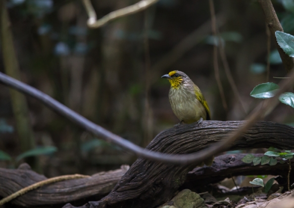 キビタイヒヨドリ2