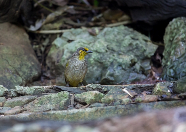 キビタイヒヨドリ5