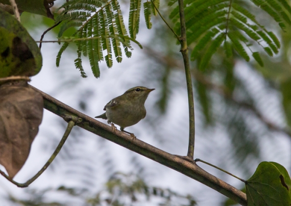 キマユムシクイ3