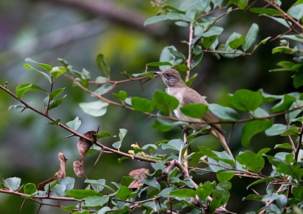 ミミジロヒヨドリ5