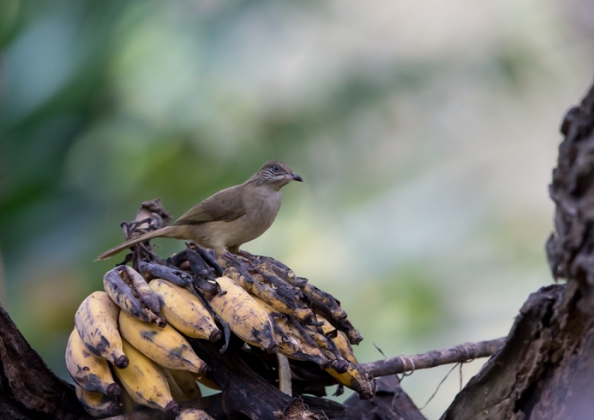 ミミジロヒヨドリ13