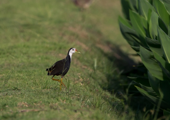 シロハラクイナ3