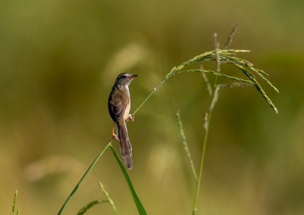 アジアマミハウチワドリ5