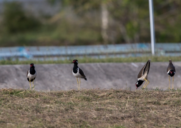 インドトサカゲリ1