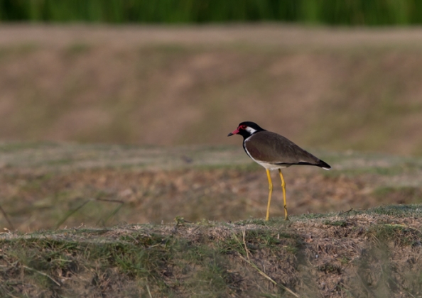 インドトサカゲリ5