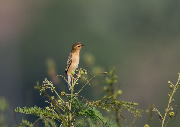 キムネコウヨウジャク2