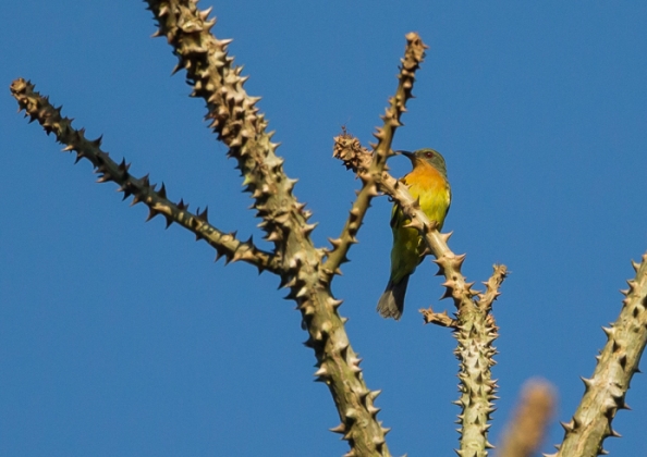 ホオアカコバシタイヨウチョウ1
