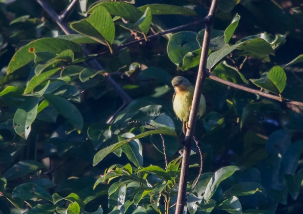 ホオアカコバシタイヨウチョウ2
