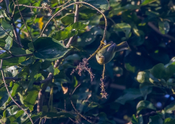 ホオアカコバシタイヨウチョウ5