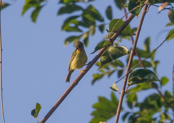 ホオアカコバシタイヨウチョウ8