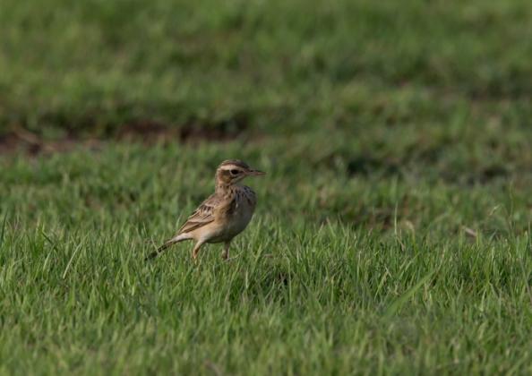 ヒメマミジロタヒバリ5