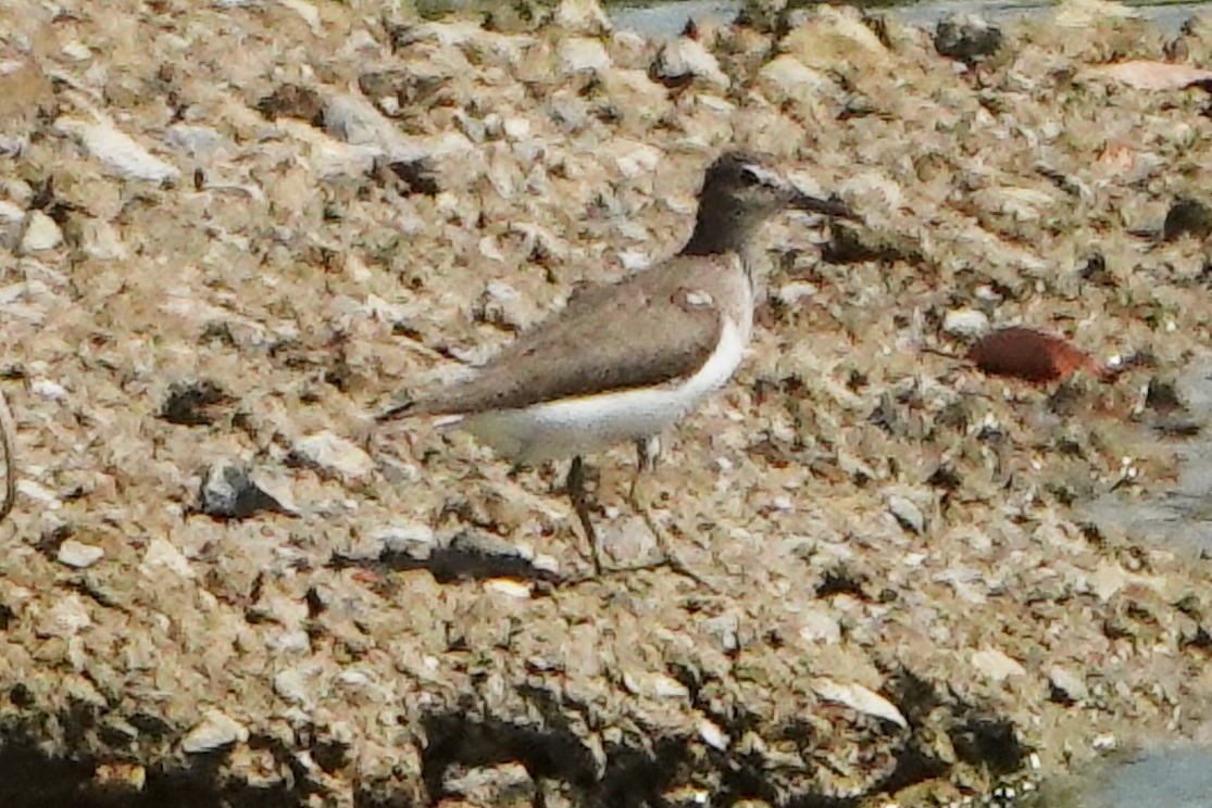 中池でキアシシギ