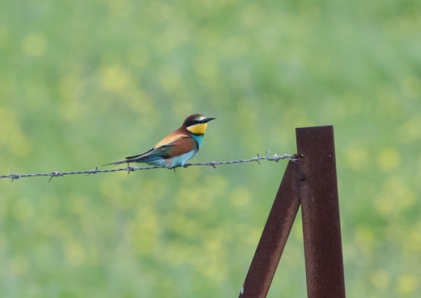 ヨーロッパハチクイ16