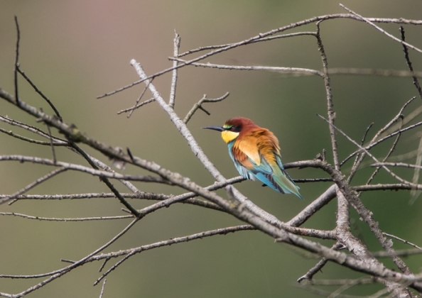 ヨーロッパハチクイ21