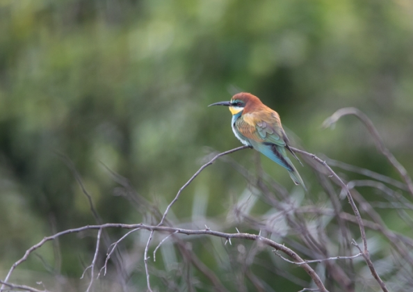 ヨーロッパハチクイ23