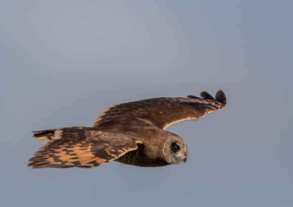 アフリカコミミズク11