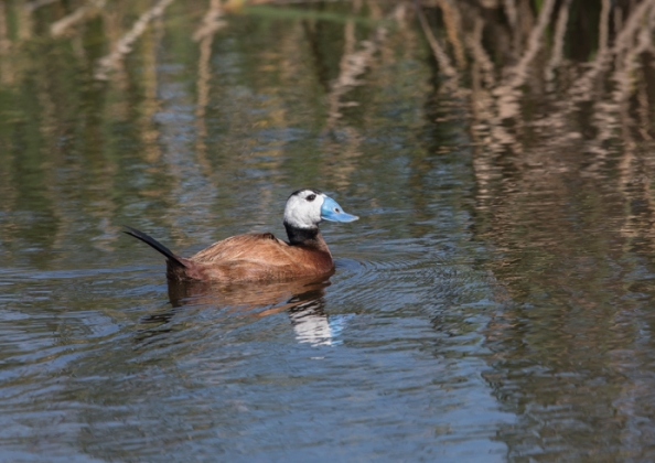 カオジロオタテガモ1