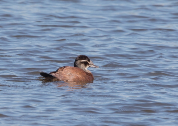 カオジロオタテガモ10