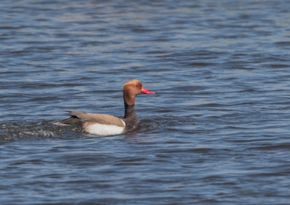 アカハシハジロ18