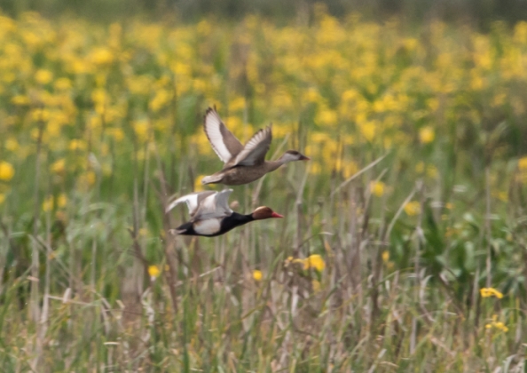 アカハシハジロ8