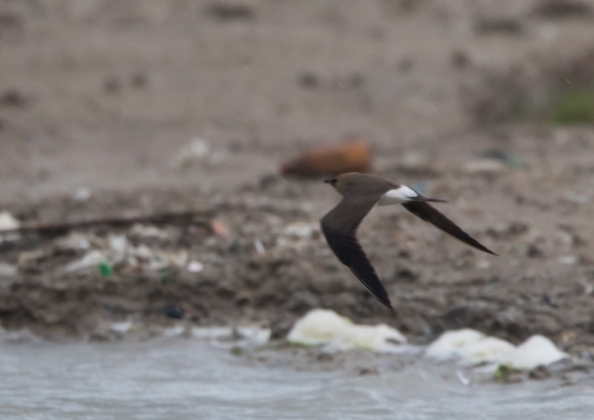 ニシツバメチドリ11