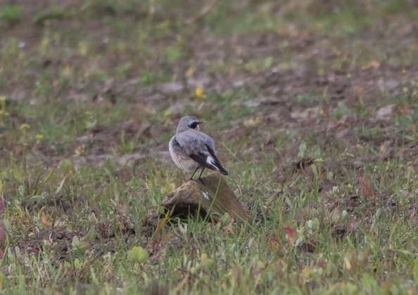 ハシグロヒタキ7