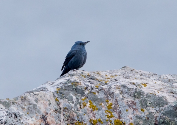 イソヒヨドリ10