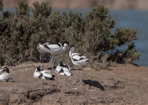 ソリハシセイタカシギ13