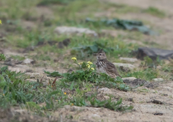 カンムリヒバリ8