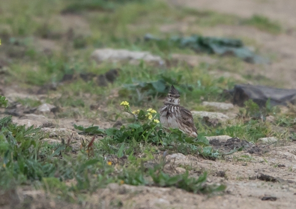 カンムリヒバリ9