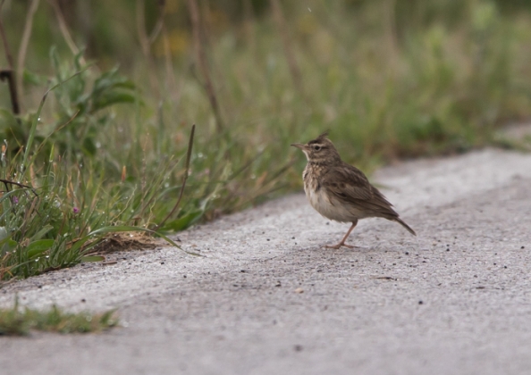 カンムリヒバリ12