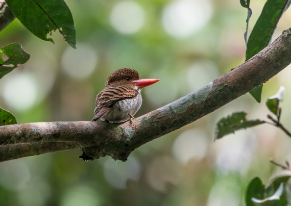 カザリショウビン2